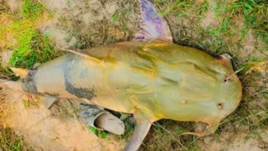 मधुबनी जिले के झंझारपुर में कमला नदी से पकड़ी गई 54 किलोग्राम की विशाल मछली, जो इलाके में चर्चा का विषय बनी हुई है।