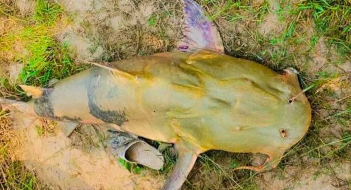 मधुबनी जिले के झंझारपुर में कमला नदी से पकड़ी गई 54 किलोग्राम की विशाल मछली, जो इलाके में चर्चा का विषय बनी हुई है।